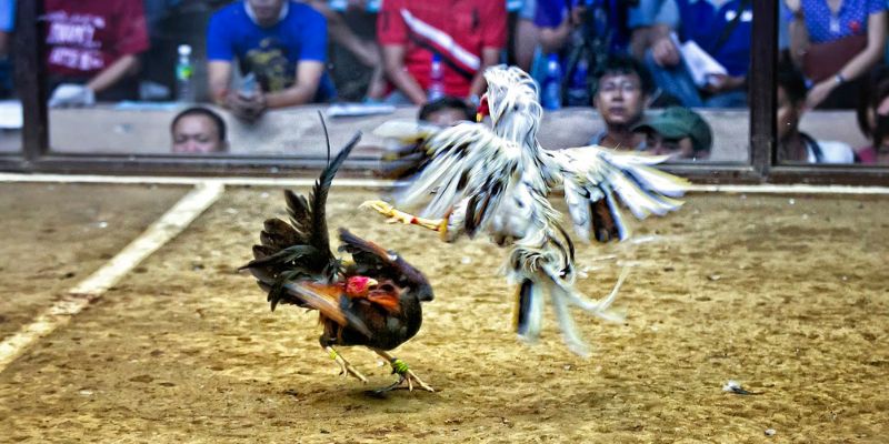 Bí quyết chơi đá gà bất bại