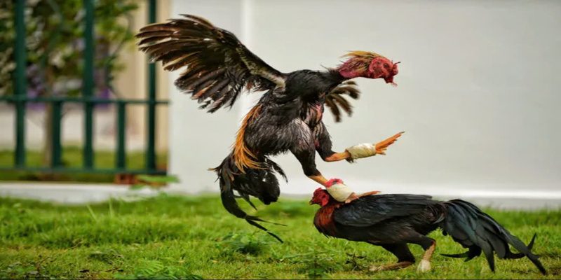 Công bằng các trận đấu