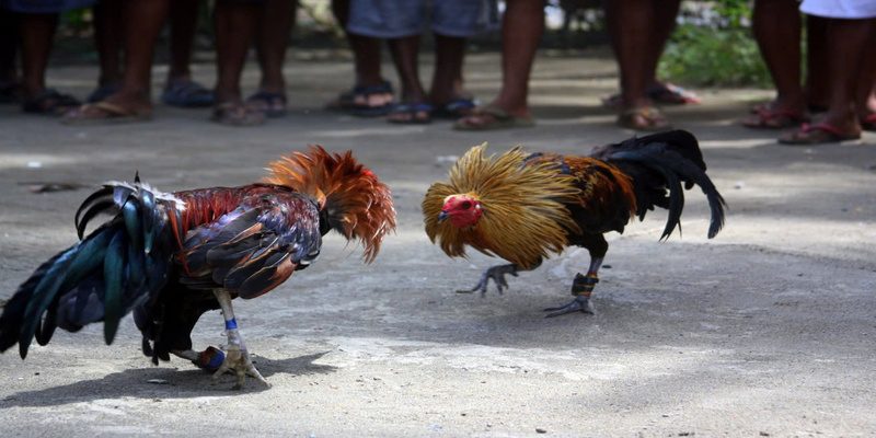 Đá gà cựa sắt 69vn thu hút đông đảo thành viên