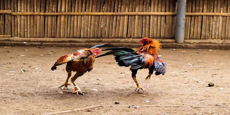 đá gà cựa sắt 69vn