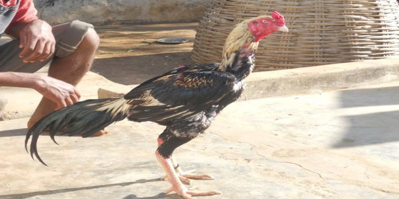 đá gà trực tiếp UK88