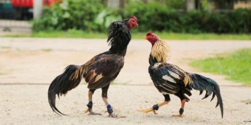 Rất nhiều sự kiện lớn