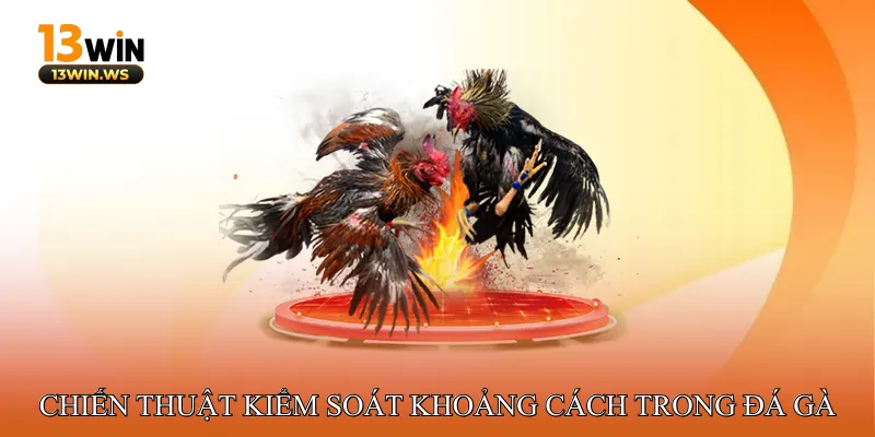 Các Chiến Thuật Kiểm Soát Khoảng Cách Trong Đá Gà