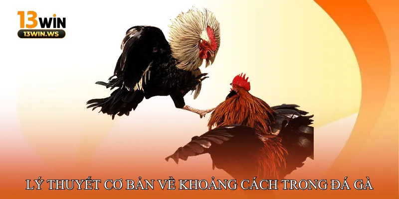 Lý Thuyết Cơ Bản Về Khoảng Cách Trong Đá Gà