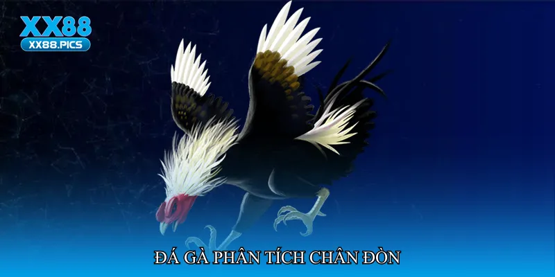 Đá gà phân tích chân đòn