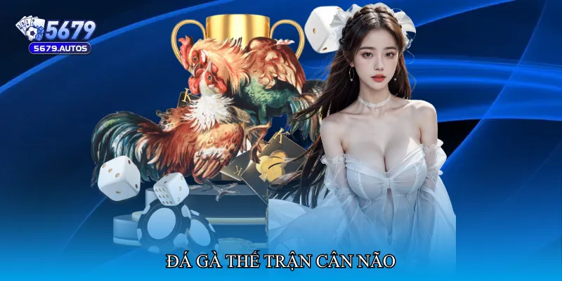 Đá gà thế trận cân não