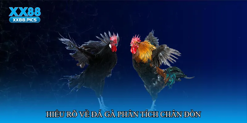 Hiểu rõ về đá gà phân tích chân đòn