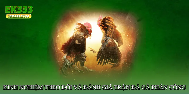 Kinh nghiệm theo dõi và đánh giá trận đá gà phản công