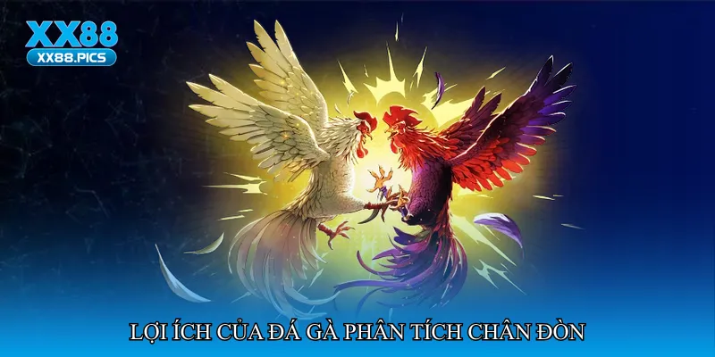 Lợi ích của đá gà phân tích chân đòn