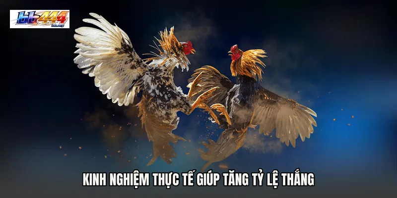 Kinh nghiệm thực tế giúp tăng tỷ lệ thắng